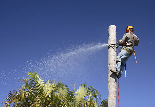 Pest Control for Lawns in Lakewood Park, FL