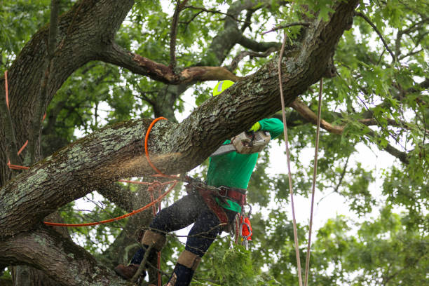 Trusted Lakewood Park, FL Tree Services Experts